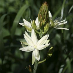 Камассия Лейхтлина Semiplena (Camassia leichtlinii Semiplena)