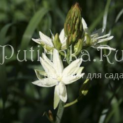 Камассия Лейхтлина Semiplena (Camassia leichtlinii Semiplena)