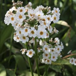 Примула японская Alba (Primula japonica Alba)