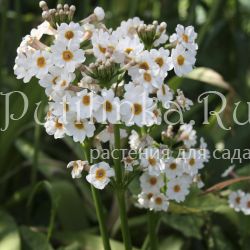 Примула японская Alba (Primula japonica Alba)