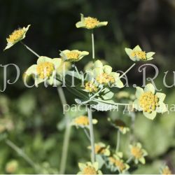 Володушка золотистая Bronze Beauty (Bupleurum longifolium Bronze Beauty)