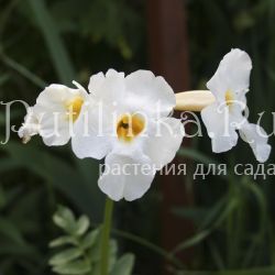 Инкарвиллея Делавея Snowtop (Incarvillea Delavayi Snowtop)