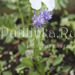 Кольник спутанный (Phyteuma confusum)