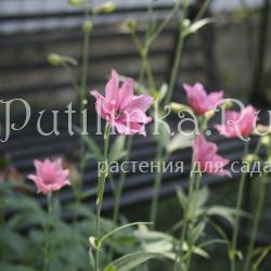 Дельфиниум Руси (Delphinium ruysii Pink Sensation)