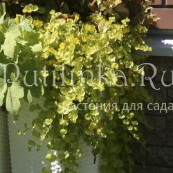 Вербейник монетчатый Aurea