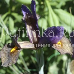 Ирис голландский Eye of the Tiger (Iris Hollandica Eye of the Tiger)