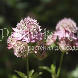 Астранция гибридная Star of Pink (Astrantia hybride Star of Pink)