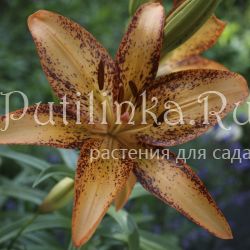 Лилия Tango Kentucky (Lilium Tango Kentucky)