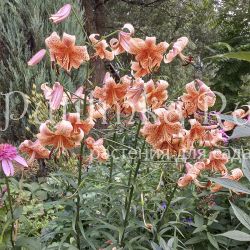 Лилия тигровая Tiger Babies (Lilium Tiger Babies)