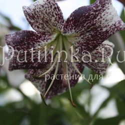 Лилия Purple Life (Lilium Purple Life)