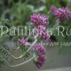 Язвенник горный (Anthyllis Montana Rubra)