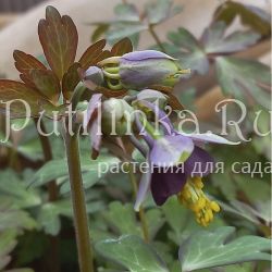 Аквилегия зеленоцветковая, пурпурная (Aquilegia viridiflora var purpurea)