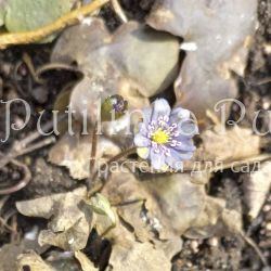 Печеночница благородная Серая шейка (Hepatica nobilis var.nobilis series Seraja Shejka)