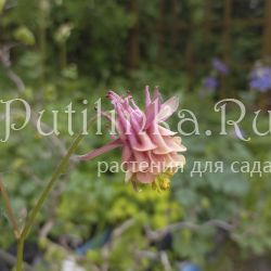 Аквилегия Барнеби (Aquilegia barnebyi)