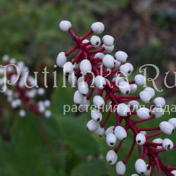 Воронец толстоногий (Actaea pachypoda alba)