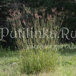 Бородач Жерара (Andropogon gerardii)