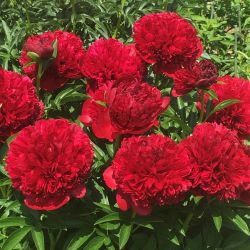 Пион Red Grace (Paeonia Red Grace)