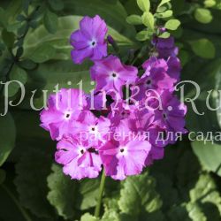 Примула Зибольда (Primula sieboldii)4