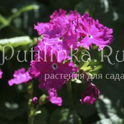 Примула Зибольда (Primula sieboldii) 21