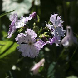Примула Зибольда (Primula sieboldii) 22