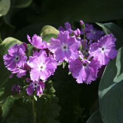 Примула Зибольда (Primula sieboldii) 23