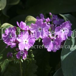 Примула Зибольда (Primula sieboldii) 23