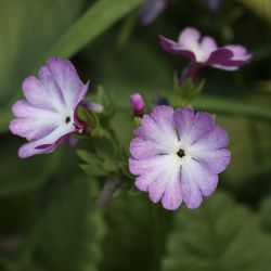 Примула Зибольда (Primula sieboldii) 8