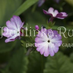 Примула Зибольда (Primula sieboldii) 8