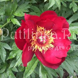 Пион Scarlet Heaven (Paeonia Scarlet Heaven)