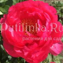 Пион Cytherea (Paeonia Cytherea)