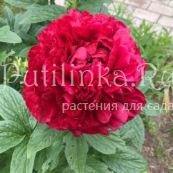 Пион Henry Bockshoce (Paeonia Henry Bockshoce)