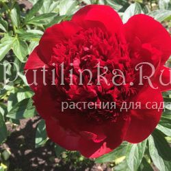 Пион Red Charm (Paeonia Red Charm)