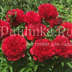 Пион Red Grace (Paeonia Red Grace)