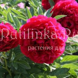 Пион Carol (Paeonia Carol)