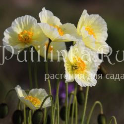 Мак альпийский (Papaver alpinum)