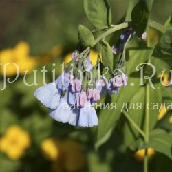 Мертензия виргинская (Mertensia virginica)