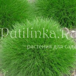 Овсяница Готье (Festuca gautieri)