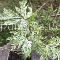 Аконит Hakikomi Variegate (A. Hakikomi Variegate)