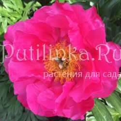 Пион Paula Fay (Paeonia Paula Fay)