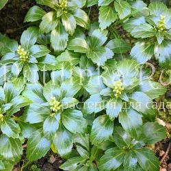 Пахизандра верхушечная (Pachysandra terminalis)