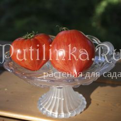 Томат Сердце Красного дракона (3)