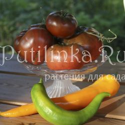 Томат Черная копия сердца (21)