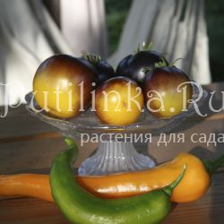 Томат Шоколадный мармелад (7)