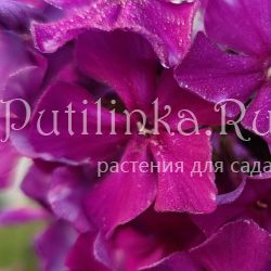 Флокс метельчатый Красный Турмалин (Сурикова В. Я.)"