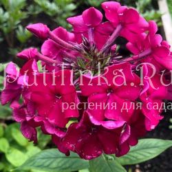 Флокс метельчатый Рубиновые Звезды (Щербакова Т.П.)"