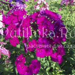 Флокс метельчатый Испанка (Теплова Н.Л.)**