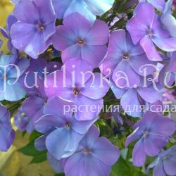 Флокс метельчатый Моя любовь, моя отрада (Репрев Ю.А.)**