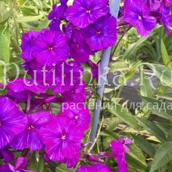 Флокс метельчатый Арапчонок (Репрев Ю.А.)**