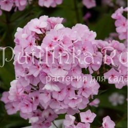 Флокс метельчатый Карамель нежная (Константинова Е.А.)**