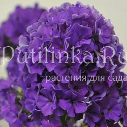 Флокс метельчатый Гардемарин (Константинова Е.А.)**